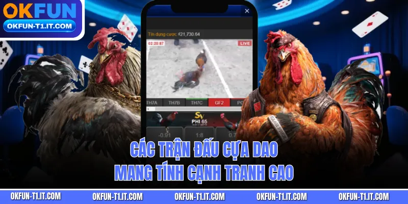 Các trận đấu cựa dao mang tính cạnh tranh cao